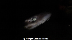 Night’s Silent Hunter/ Capturing the Essence of a Coral C... by Morgan Estevez Porras 